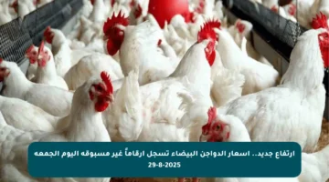 ارتفاع جديد.. أسعار الدواجن البيضاء تسجل أرقاماً غير مسبوقة اليوم الجمعة 29-8-2025